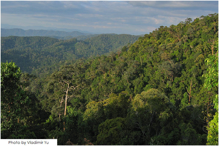 Taman Negara, Pahang, 25 must visit in Malaysia