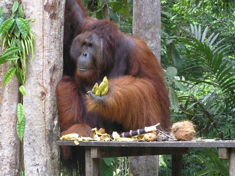 Bako National Park, Sarawak, 25 Must Visit in Malaysia
