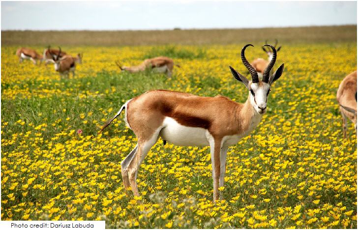 Namibia Antelope Etosha National Park