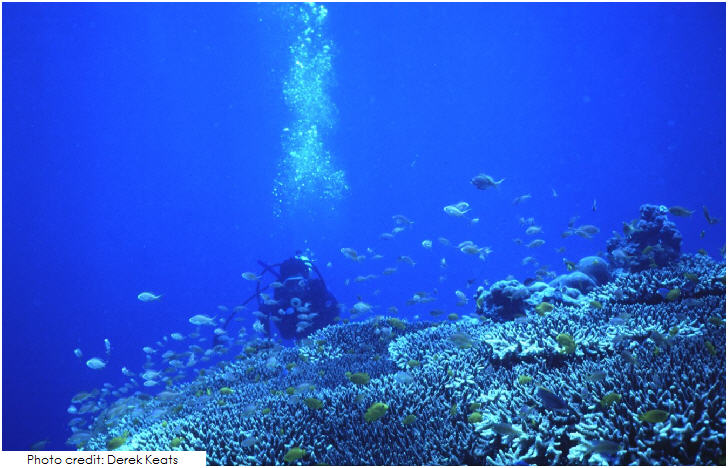 Philippines reef dive