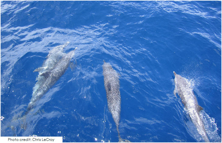 St Lucia Dolphins