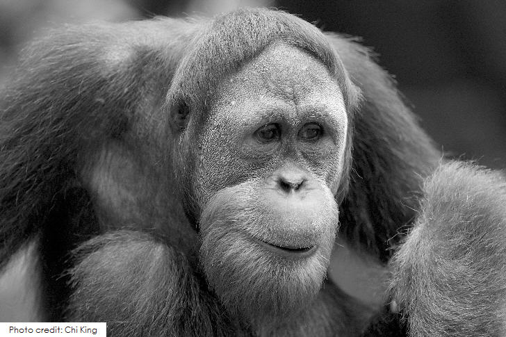 Orangutan at Singapore Zoo