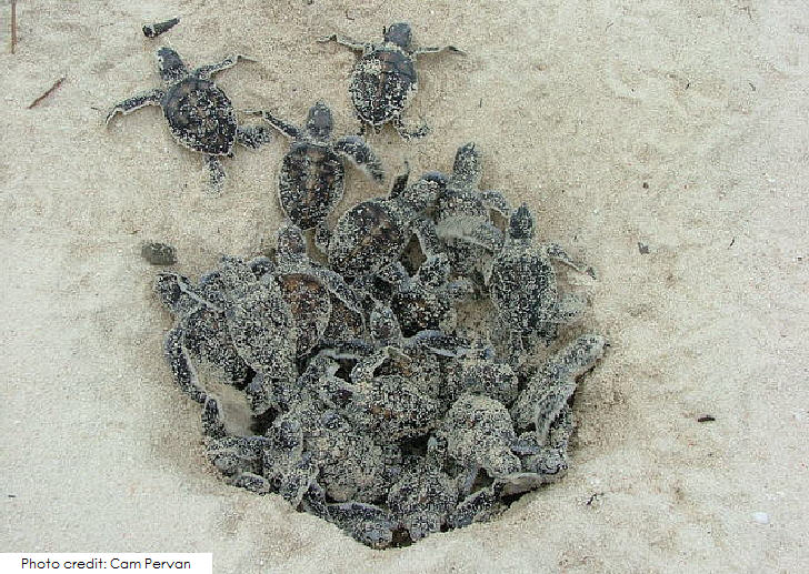 Turtle hatchlings, Heron Island, Australia