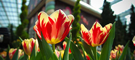 Tulipa cv. ‘Grand Perfection’