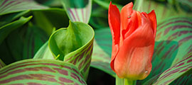 Tulipa cv. ‘Red Riding Hood’