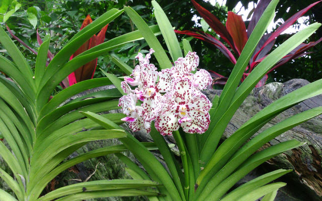 Vanda William Catherine, named after His and Her Royal Highness, Duke and Duchess of Cambridge