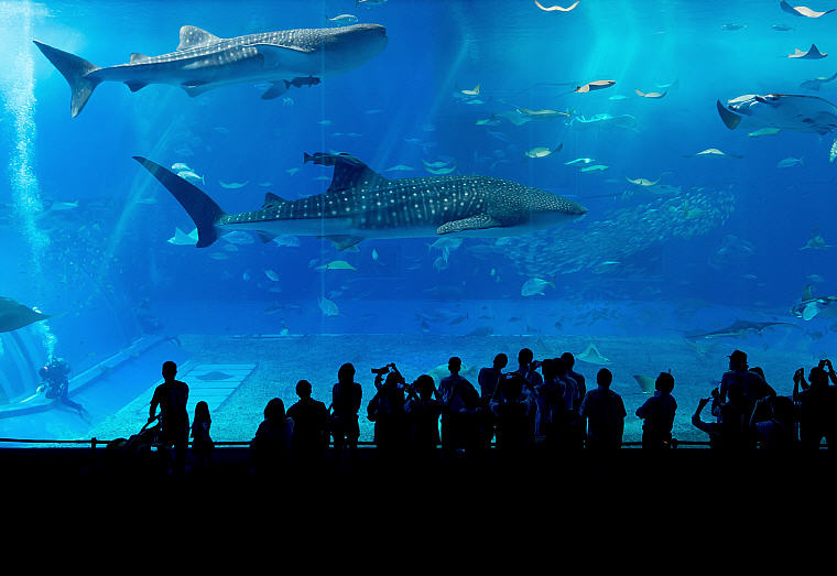 Okinawa Churaumi Aquarium, Okinawa, Japan
