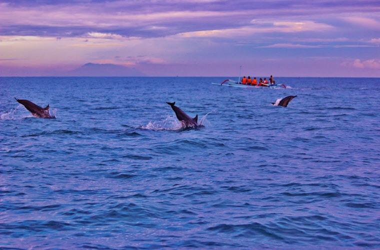 Dolphins off Lovina, Bali