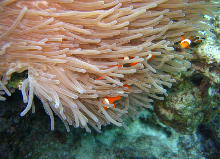 Clownfish, Coral Reef