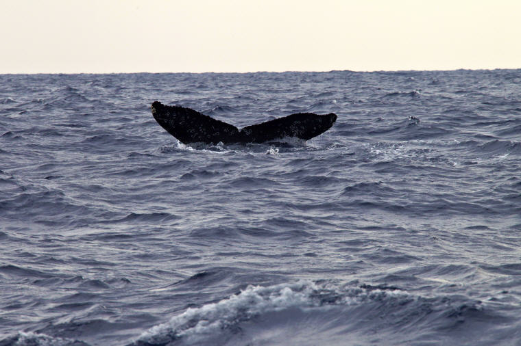 Whale Watching, Okinawa