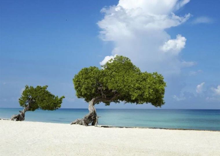 Divi Tree, Eagle Beach, Aruba, Top 10 beaches world 2017