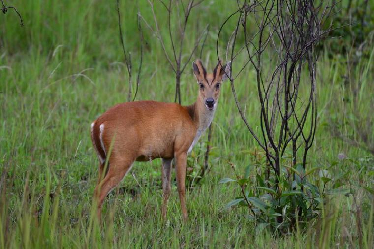 Wildlife spotting in Khao Yai National Park, Best Day Trips from Bangkok: 6 Insider's Tips by Local Experts