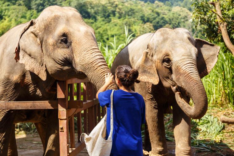 4 Best Ethical Elephant Sanctuaries to Visit in Chiang Mai