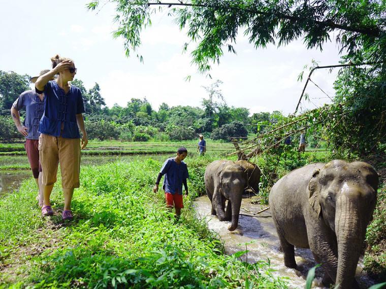 Spending a day with the elephants at Lanna Kingdom Elephant Sanctuary