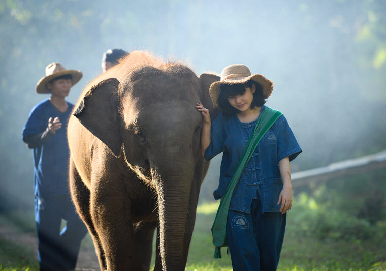 Walking with elephant at Thai Elephant Home, one of the best ethical elephant sanctuaries